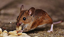 24 Hour & Emergency Exterminators in Fowler, CA